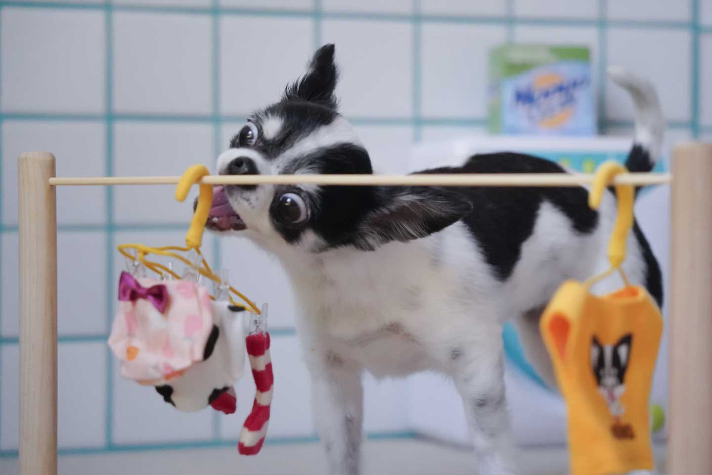 撮影小道具はほとんど手作り。愛犬の安全を考えて布・紙製に 撮影小道具はほとんど手作り。愛犬の安全を考えて布・紙製に