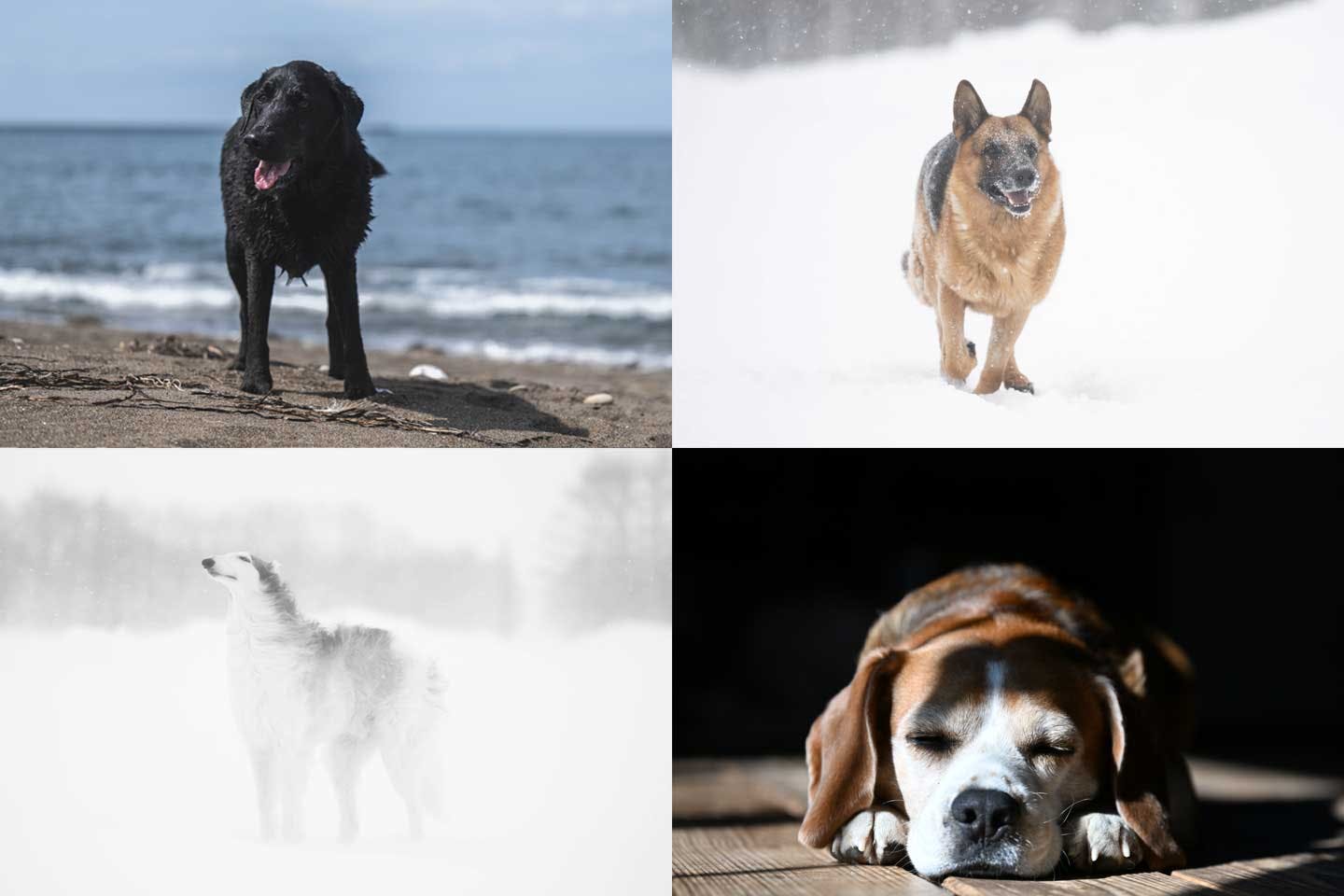 写真家・中道さんの愛犬　ラブラドールレトリバー　シェパード　ボルゾイ　ビーグル