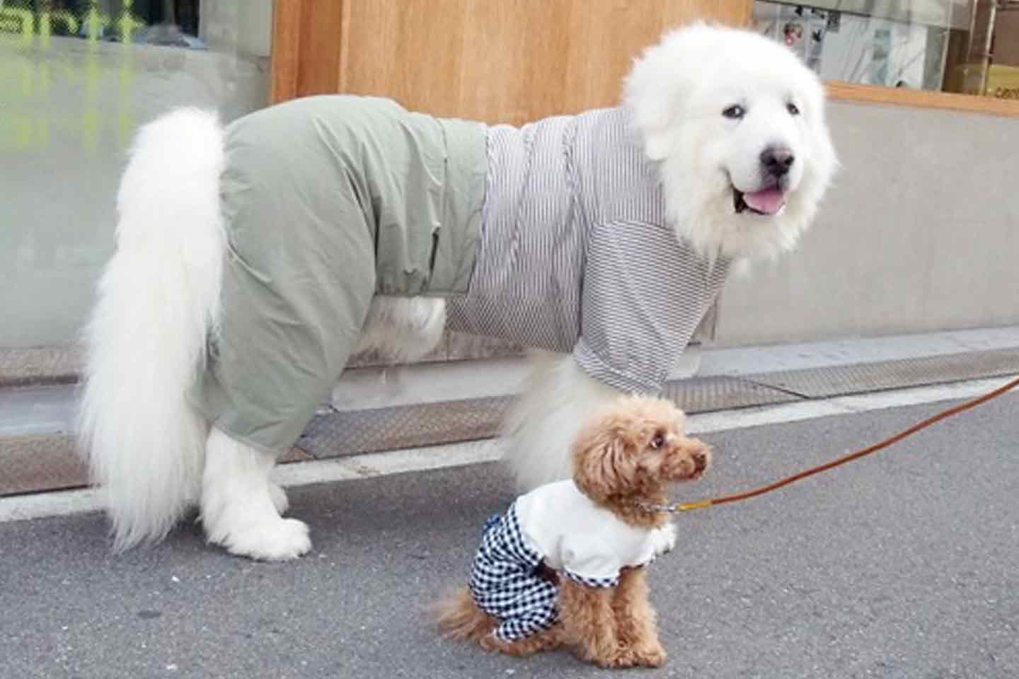 犬服型紙販売サイト『milla milla』は大型犬から小型犬まで対応　グレートピレニーズ　トイプードル 