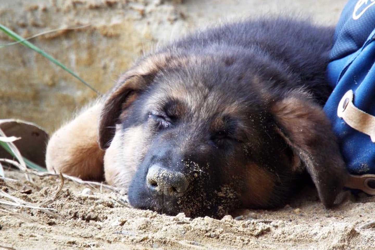 中道さんの愛犬 シェパードのドンくん 中道さんの愛犬 シェパードのドンくん
