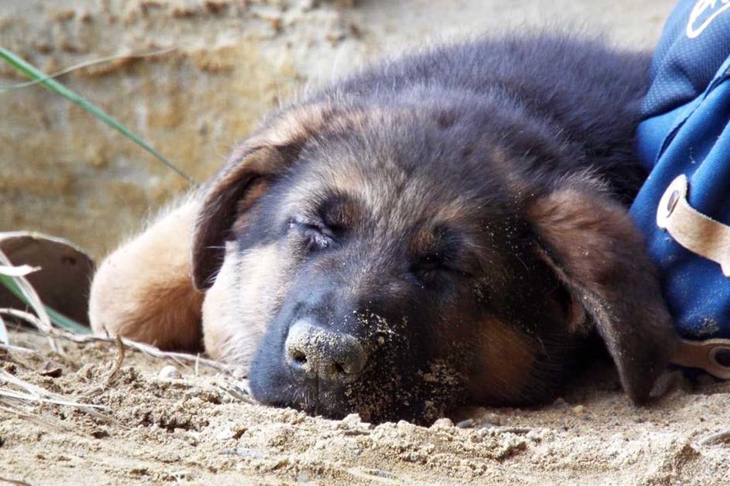 中道さんの愛犬　シェパードのドンくん