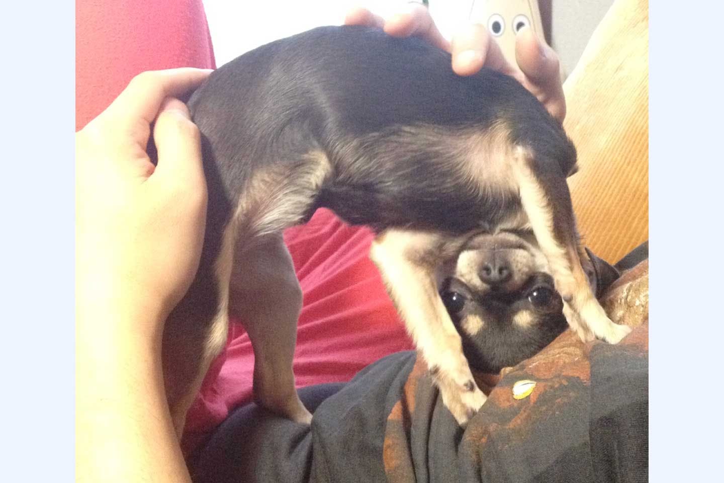 飼い主さんお気に入りの、あおちゃんのショット 飼い主さんお気に入りの、あおちゃんのショット
