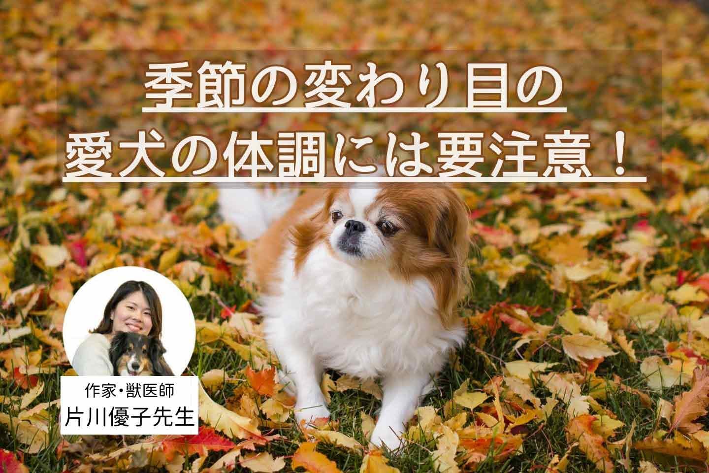 秋に起こりやすい犬トラブル5選。健康管理のポイントと対策を獣医師が解説