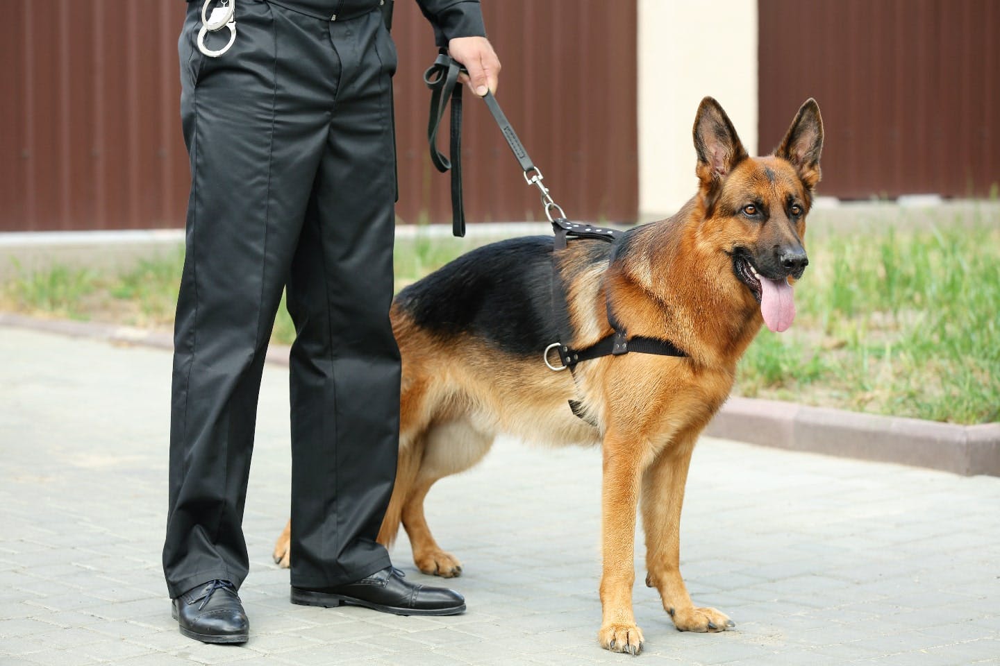 警察犬の犬種とは？ 仕事内容や特徴・嘱託警察犬としての活動についても紹介