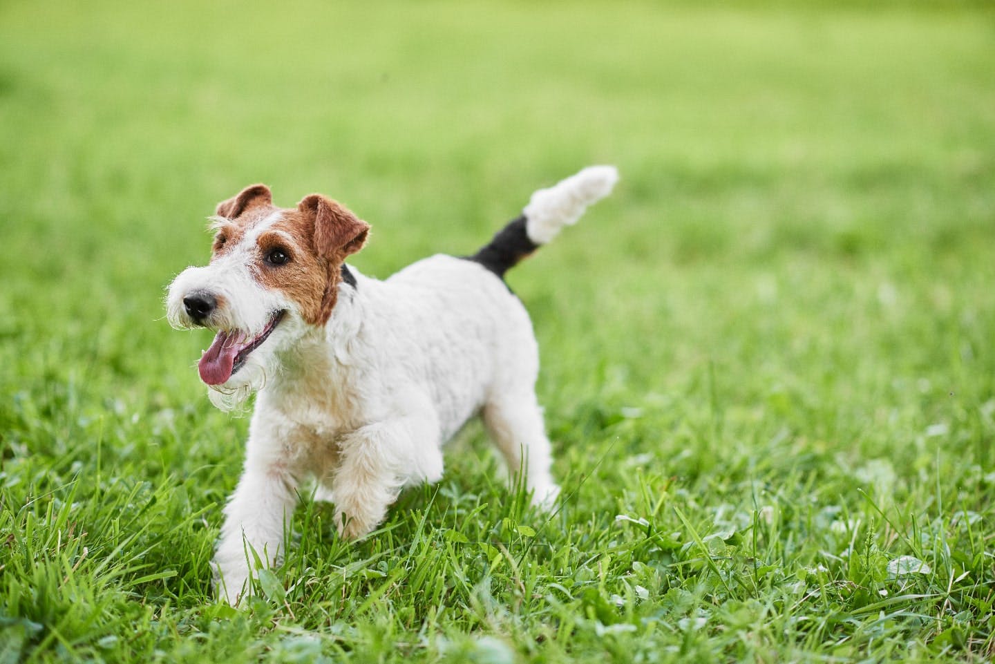 犬が蚊に刺されるとフィラリアにかかる？感染の確率と予防法を解説