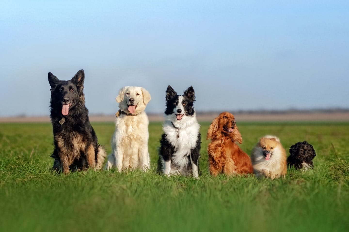 犬が犬種によってさまざまな個性を持つ理由