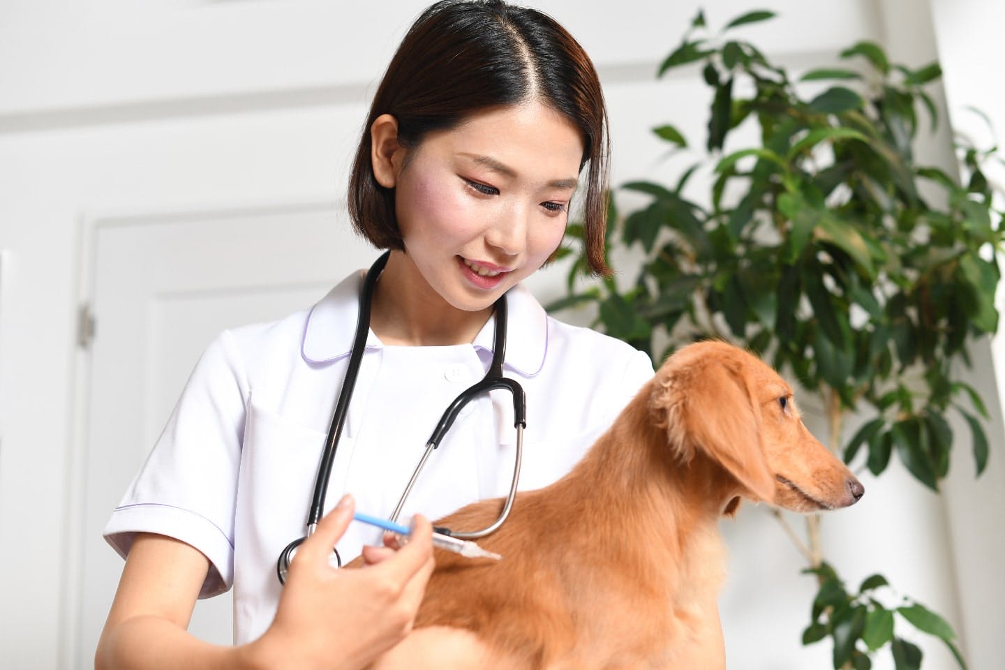 犬のワクチン接種は毎年するべき？ワクチンの種類やタイミングなどを解説
