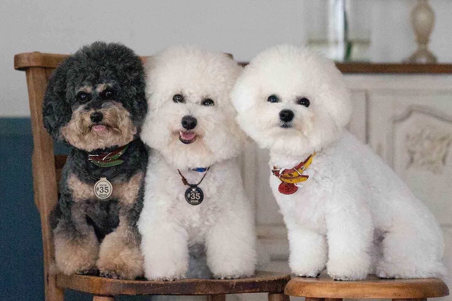 奥野さんの愛犬3匹 ビションフリーゼとトイプードル 奥野さんの愛犬3匹 ビションフリーゼとトイプードル