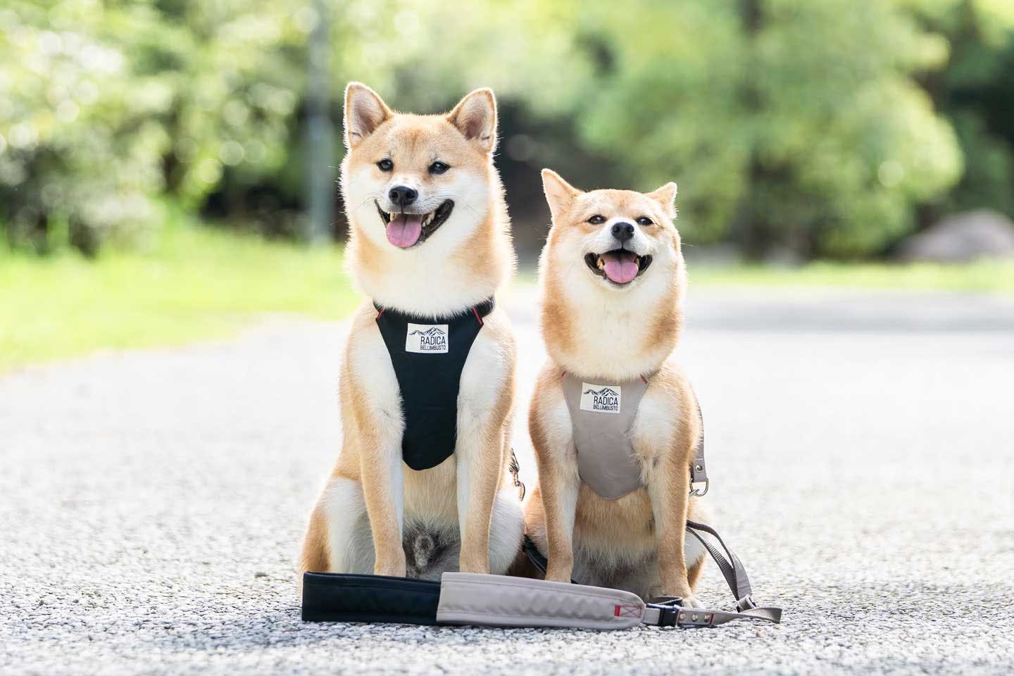 先住犬優先を心がけ、兄弟のような関係になった愛犬たち 先住犬優先を心がけ、兄弟のような関係になった愛犬たち