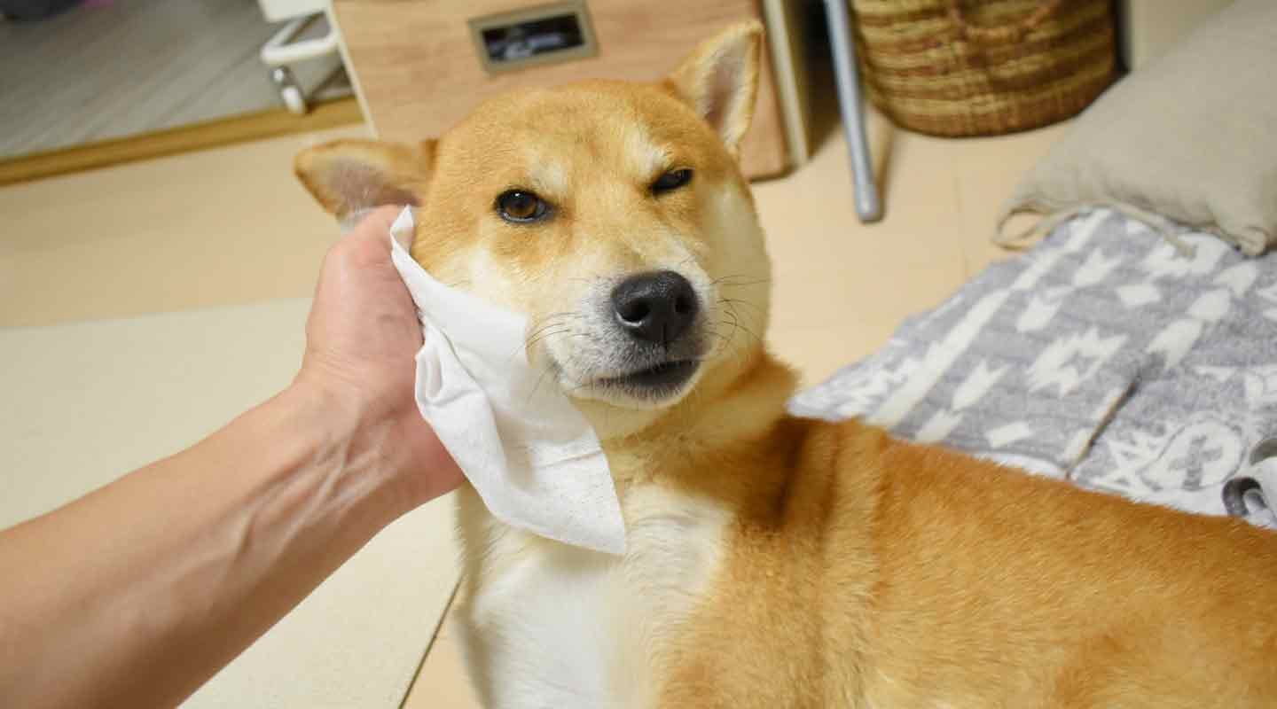 Pet’sOne トリートメントシャンプータオル ボディータオル デザインバケツ Pet’sOne トリートメントシャンプータオル ボディータオル デザインバケツ