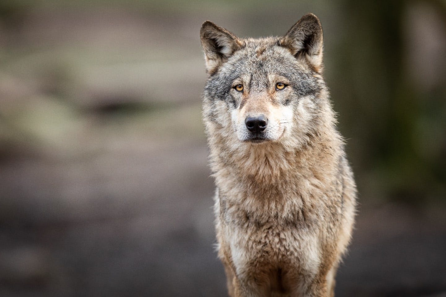 あの動物も？ 意外なイヌ科の動物とネコ科の動物との違い|ワンクォール