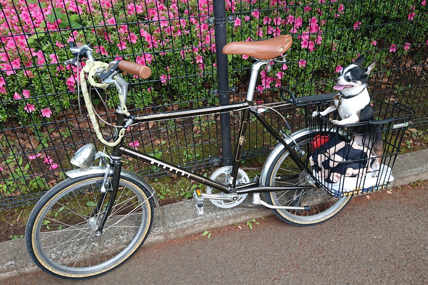 自転車でのお出かけが好きな愛犬ニーニー 自転車でのお出かけが好きな愛犬ニーニー
