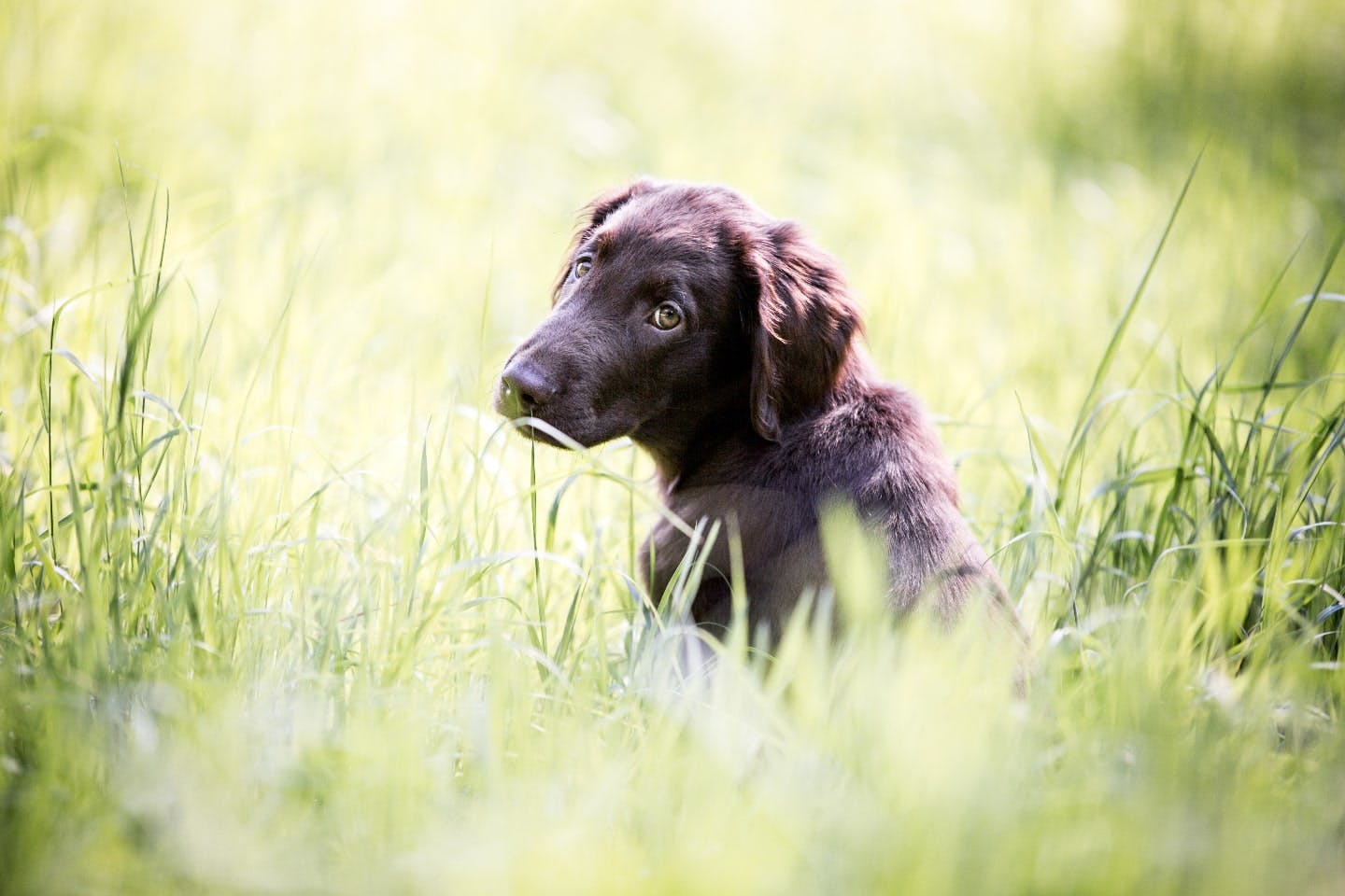 ゴールデン・レトリーバーに似た黒い犬はなんという犬種？性格や子犬の探し方も解説|ワンクォール