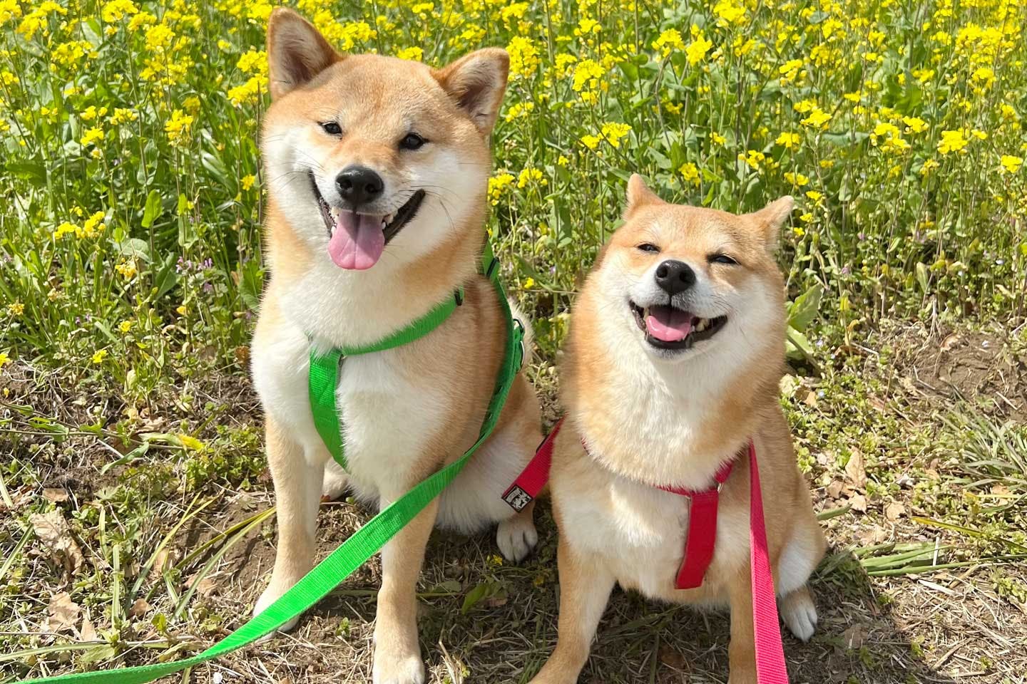 柴犬（豆柴）福ちゃん富くんの飼い主・ママパパの心得「愛犬たちを常に観察！」|ワンクォール