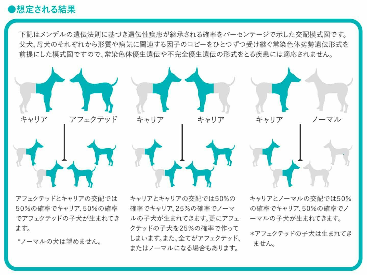 遺伝性疾患の遺伝子 キャリアを含む交配 遺伝性疾患の遺伝子 キャリアを含む交配