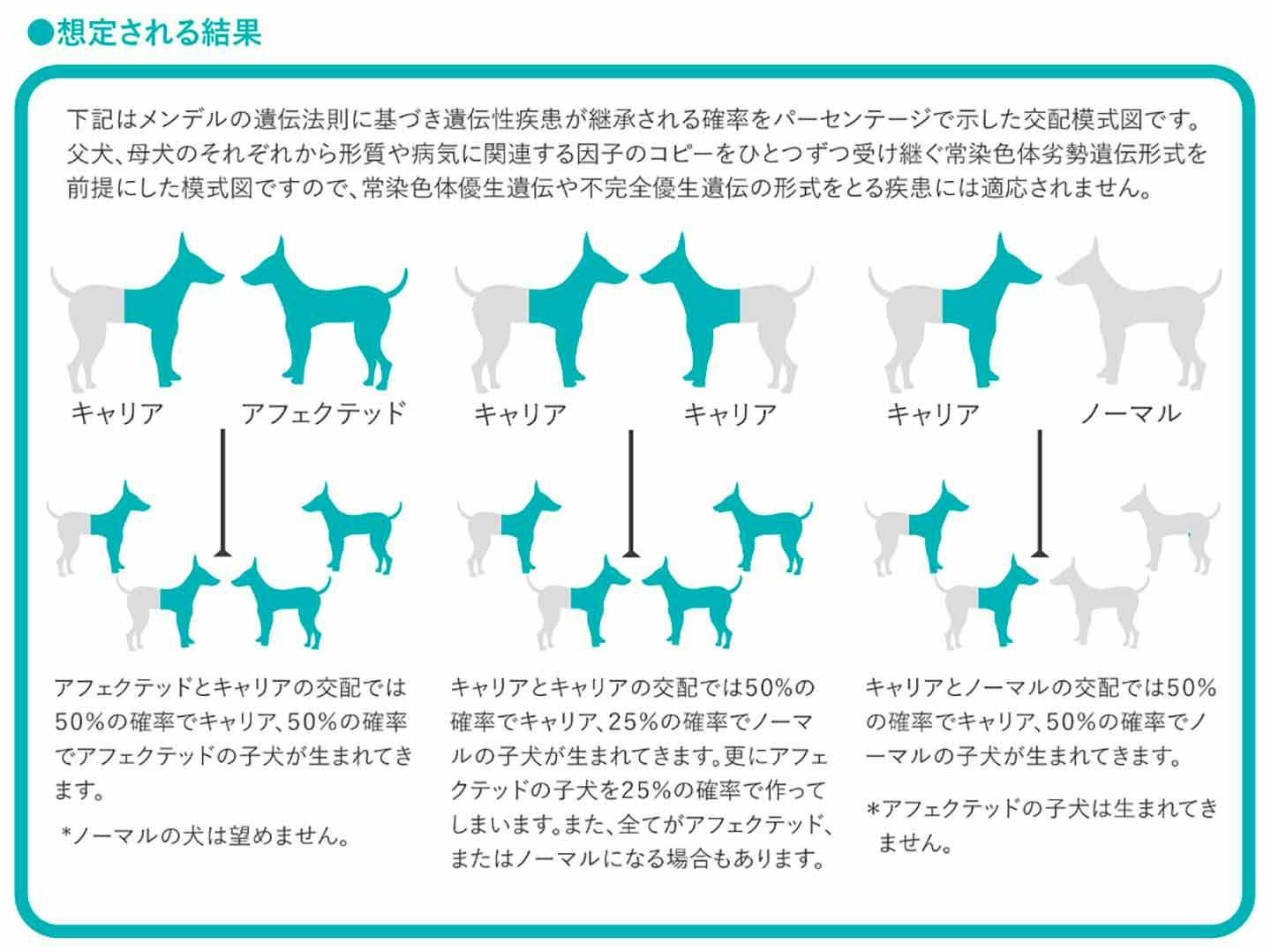 遺伝性疾患の遺伝子　キャリアを含む交配