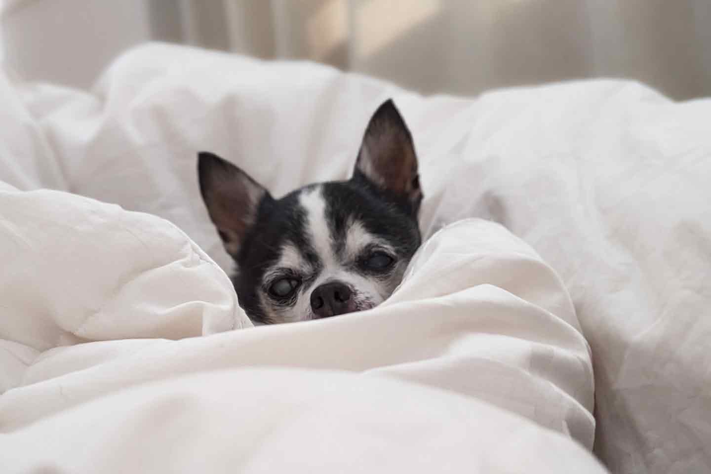 老犬もかわいい？ 成長する愛犬との時間を全力で楽しむウチュさん