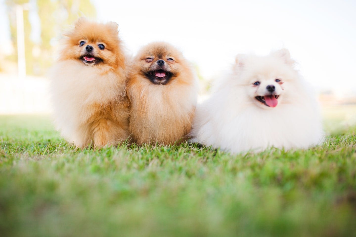 もふもふ犬はどんな種類がいる？小型犬〜大型犬まで大きさ別に特徴を紹介