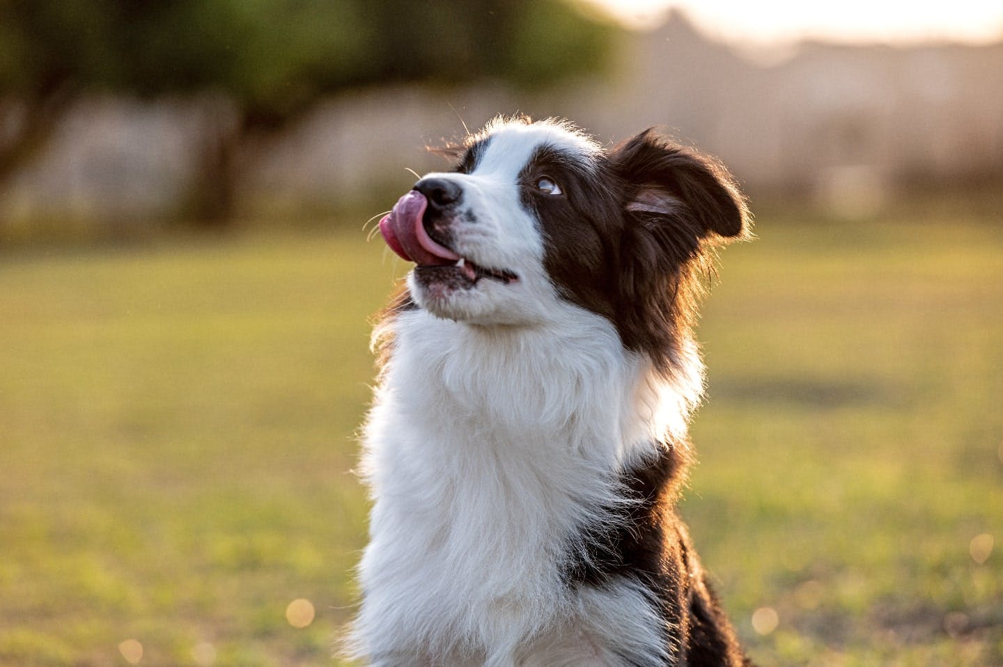 ヒコーキ耳は犬の感情表現？なりやすい犬種や見分け方などを解説|ワンクォール