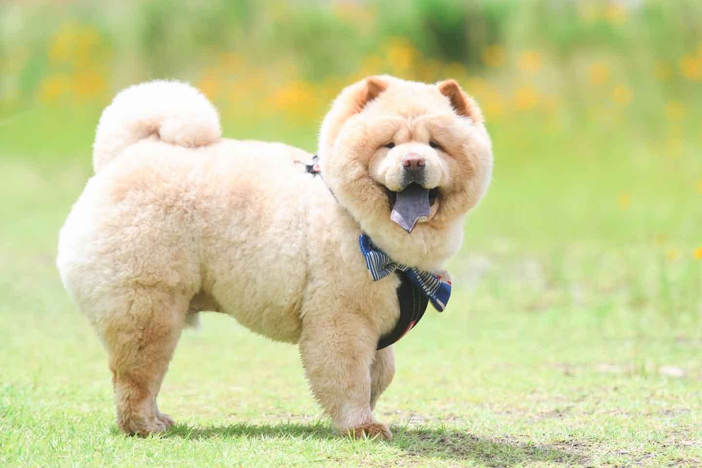 もふもふボディ＆癒し系フェイスの大型犬　チャウチャウ・くり蔵くん