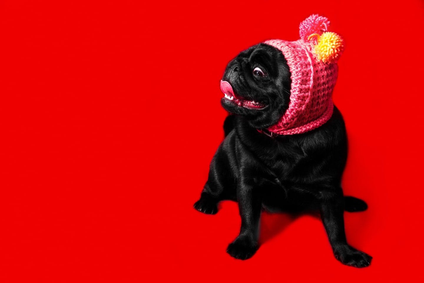 黒パグ」とはどんな犬？特徴や性格、飼い主が気をつけたいポイントも