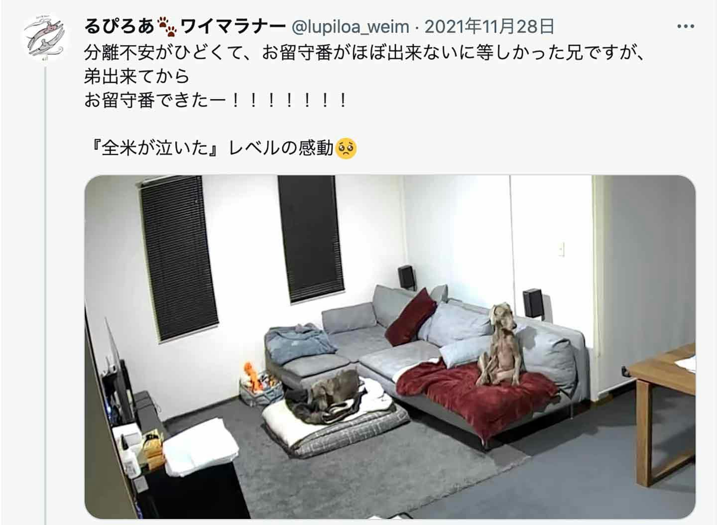 多頭飼いで、お留守番にも安心感。ふたりの関係性。 多頭飼いで、お留守番にも安心感。ふたりの関係性。