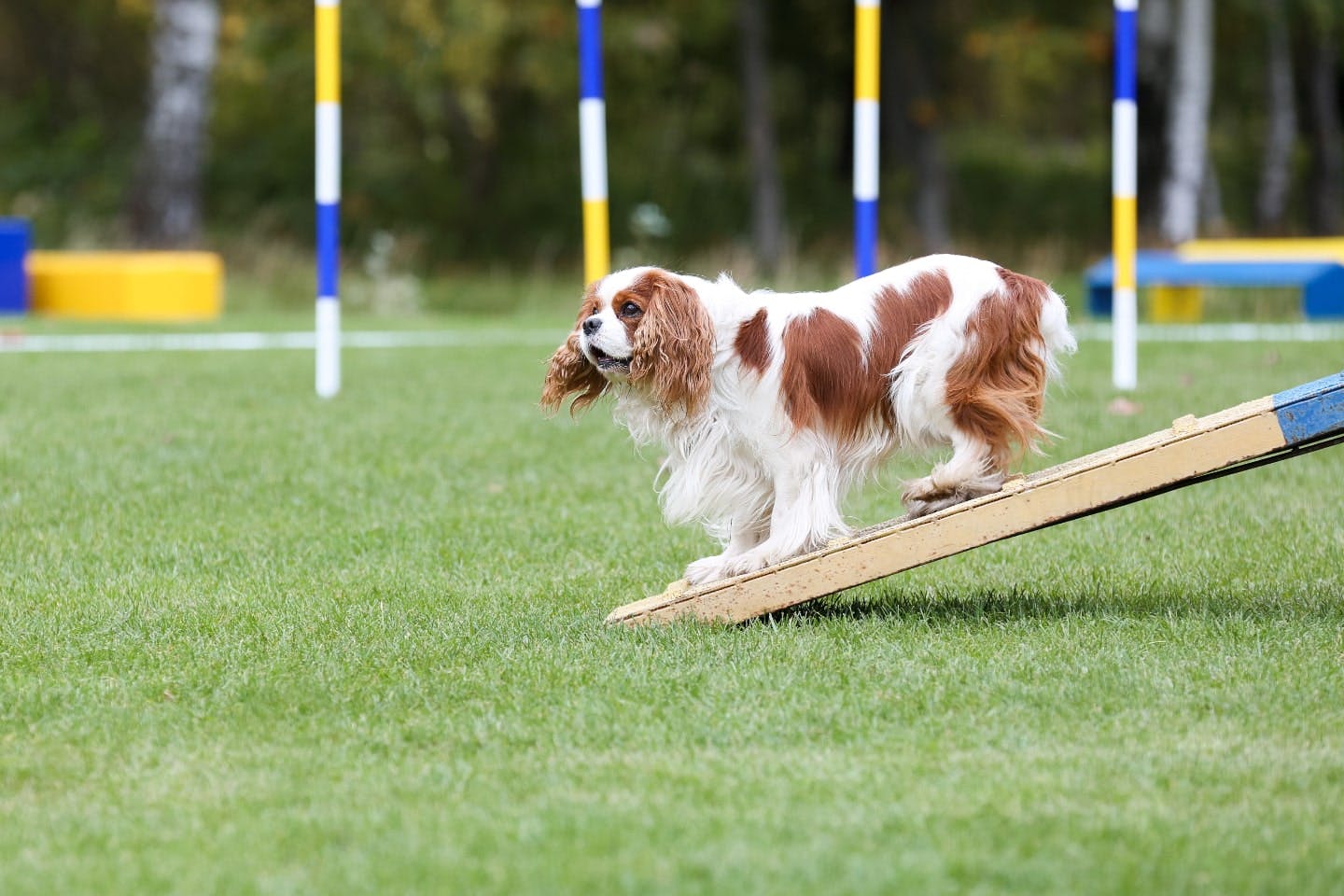 イギリス 犬 ペット セール