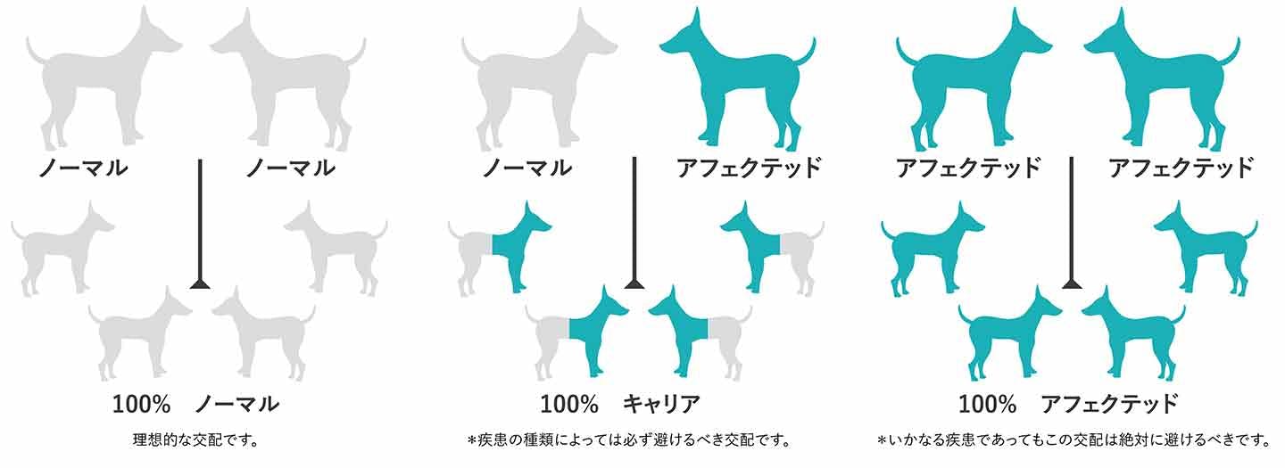 遺伝性疾患の遺伝子　アフェクテッドを含む交配