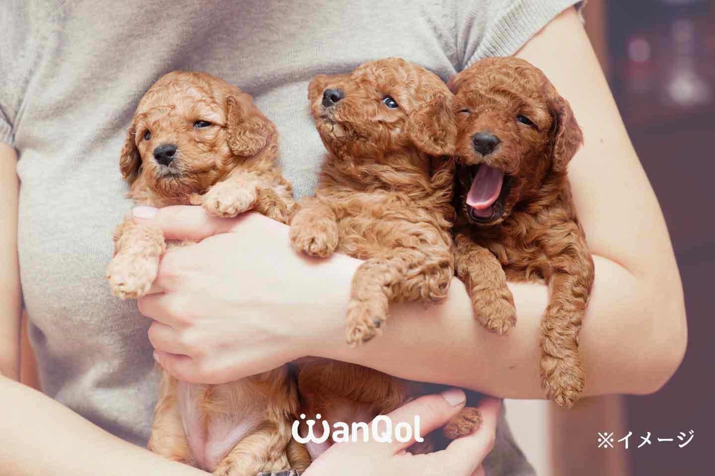 犬の人気に見た目のトレンドが影響 トイプードル 犬の人気に見た目のトレンドが影響 トイプードル