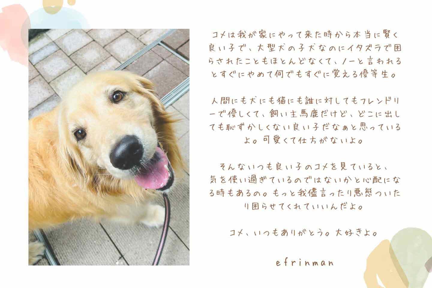 efrinmanさんからコメちゃんへの感謝のメッセージ efrinmanさんからコメちゃんへの感謝のメッセージ