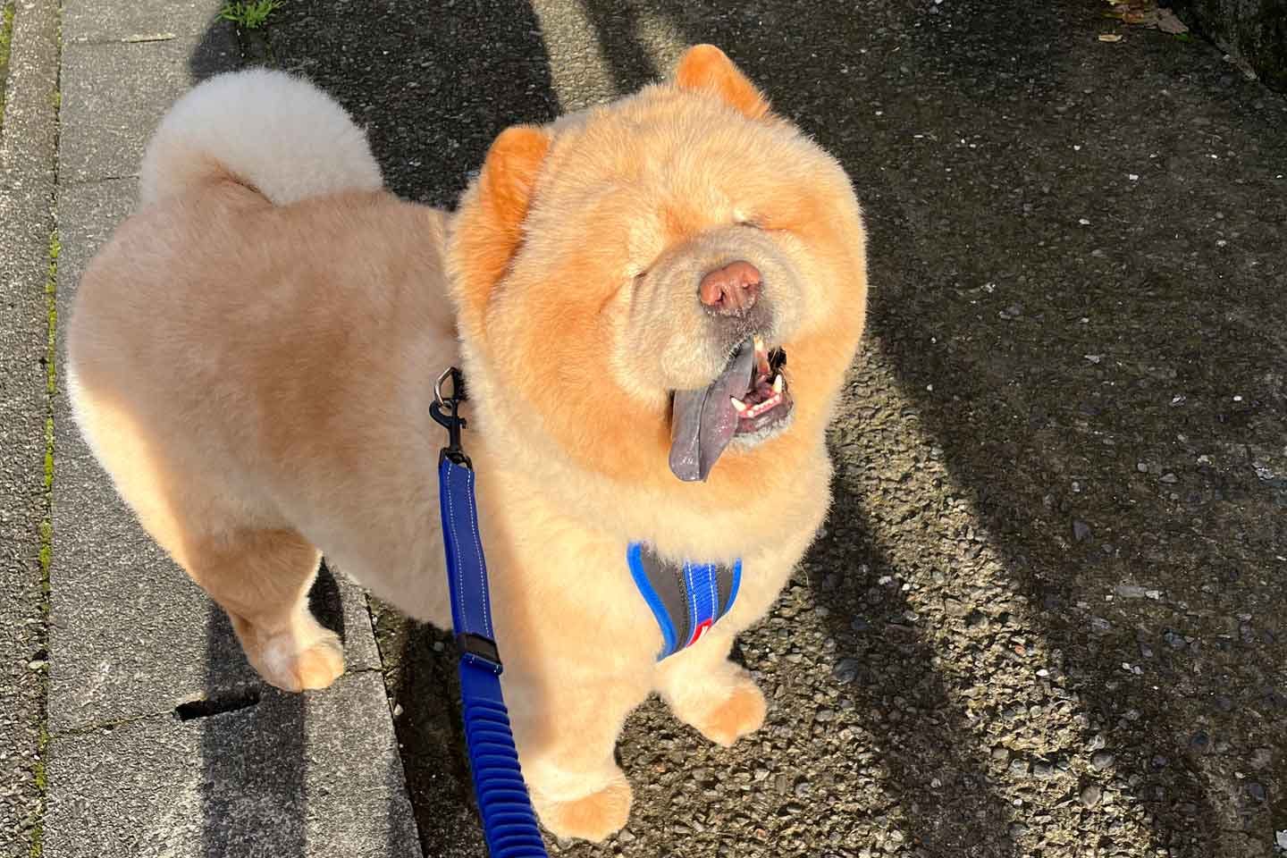 チャウチャウ特有の青黒い舌 チャウチャウ特有の青黒い舌