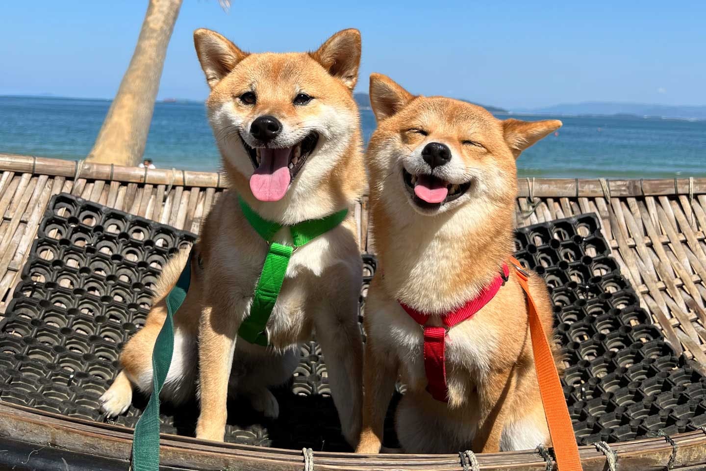 「いま何を考えているか」愛犬たちの感情に意識を向けた生活 「いま何を考えているか」愛犬たちの感情に意識を向けた生活