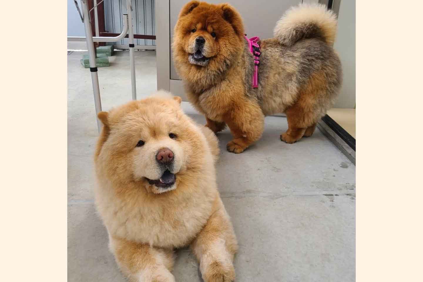 チャウチャウ くり蔵くん(左)とくり蔵くんのお母さん(右) チャウチャウ くり蔵くん(左)とくり蔵くんのお母さん(右)