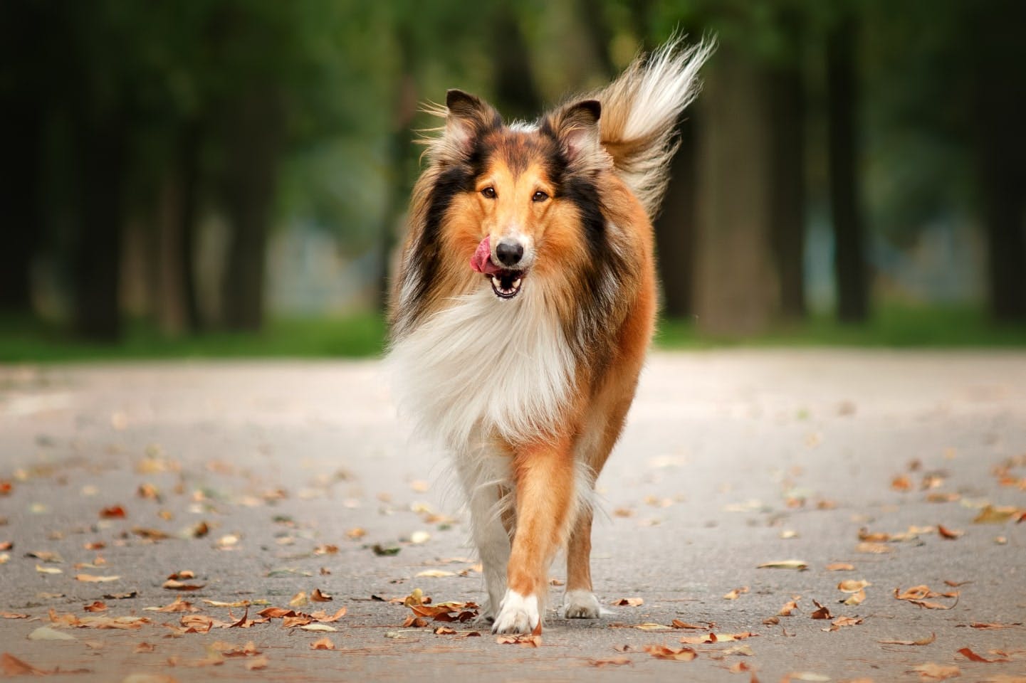 イギリス原産の犬種一覧｜犬文化や人気犬種ランキングも紹介 ...