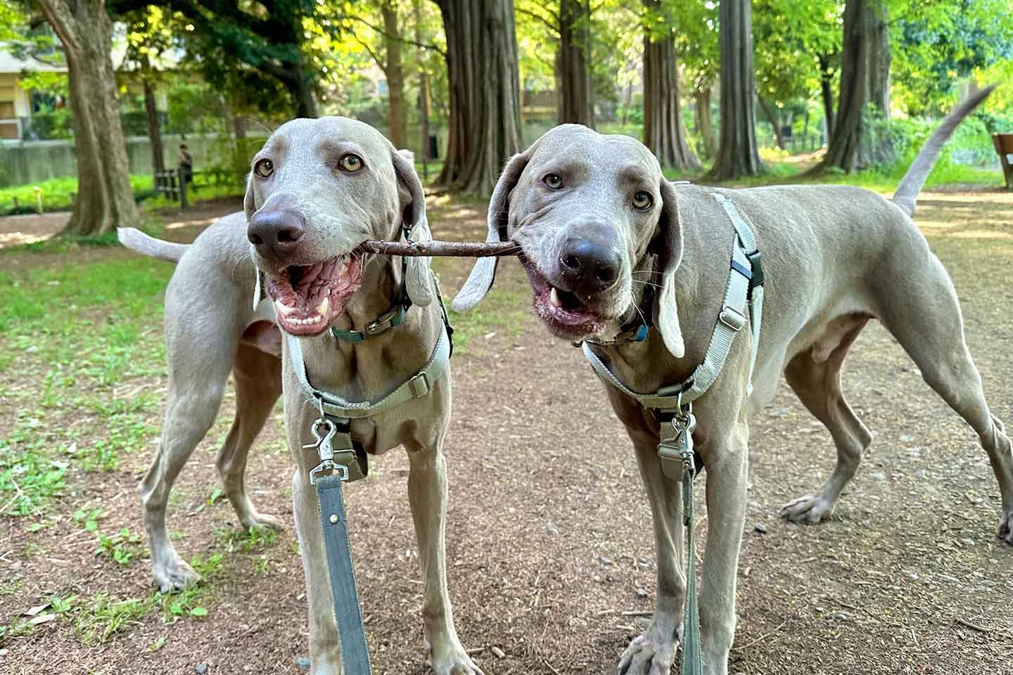 ワイマラナーの愛犬2匹 ルピとロア ワイマラナーの愛犬2匹 ルピとロア