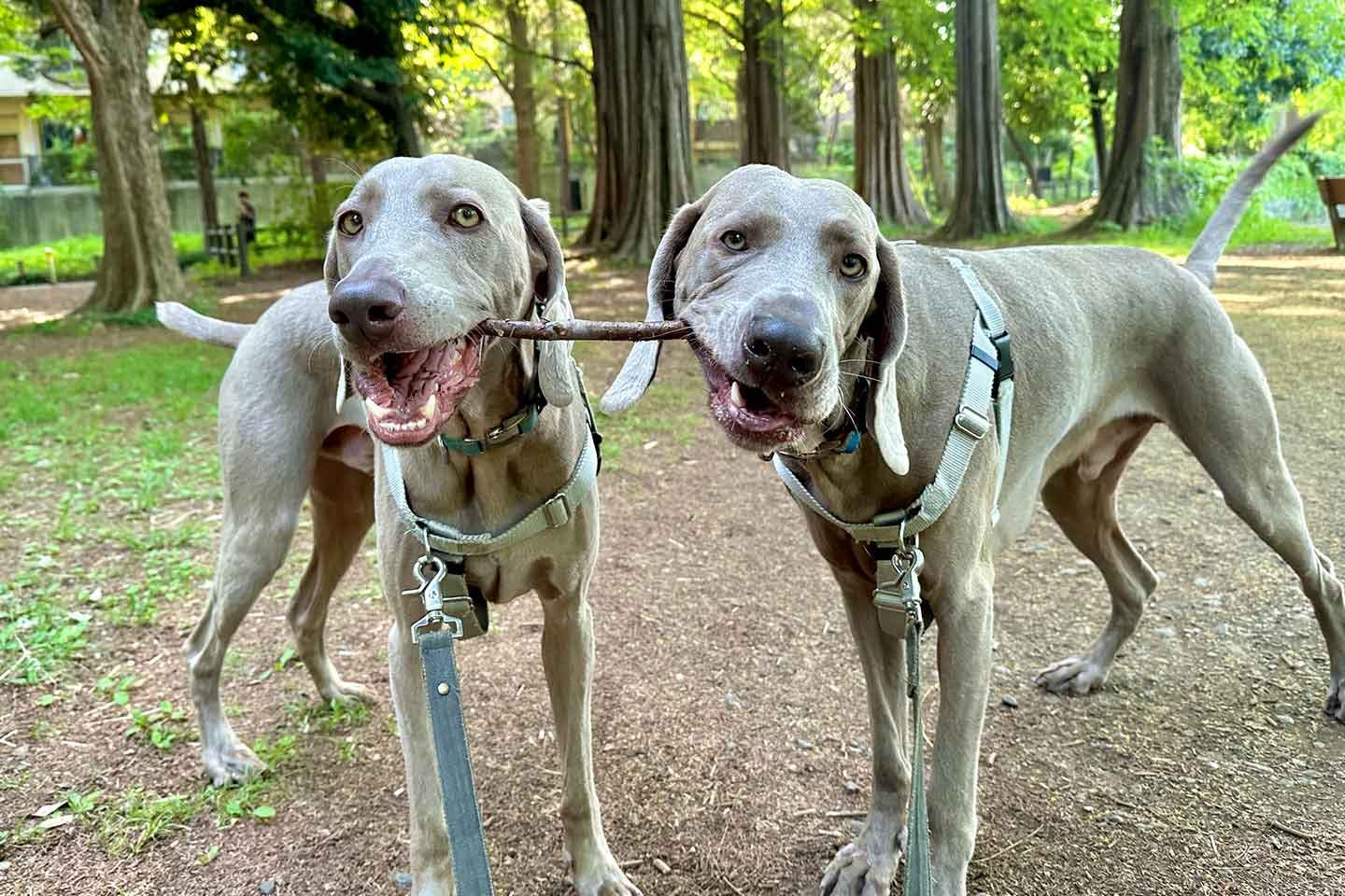 ワイマラナーの愛犬2匹　ルピとロア