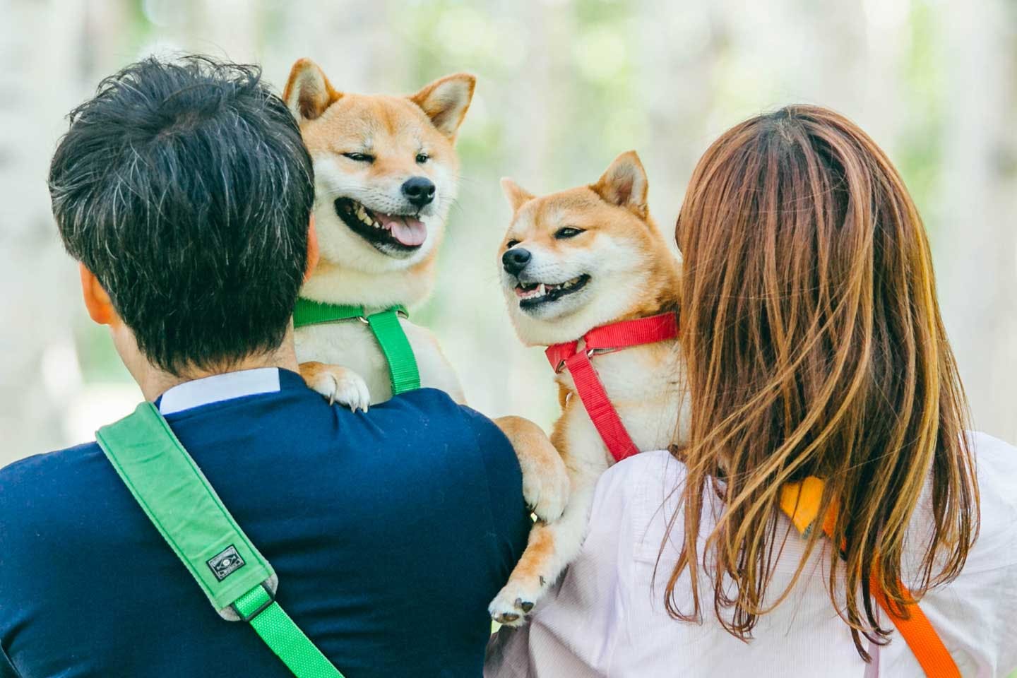 柴犬（豆柴）福ちゃん富くんの飼い主・ママパパの心得「愛犬たちを常に観察！」|ワンクォール