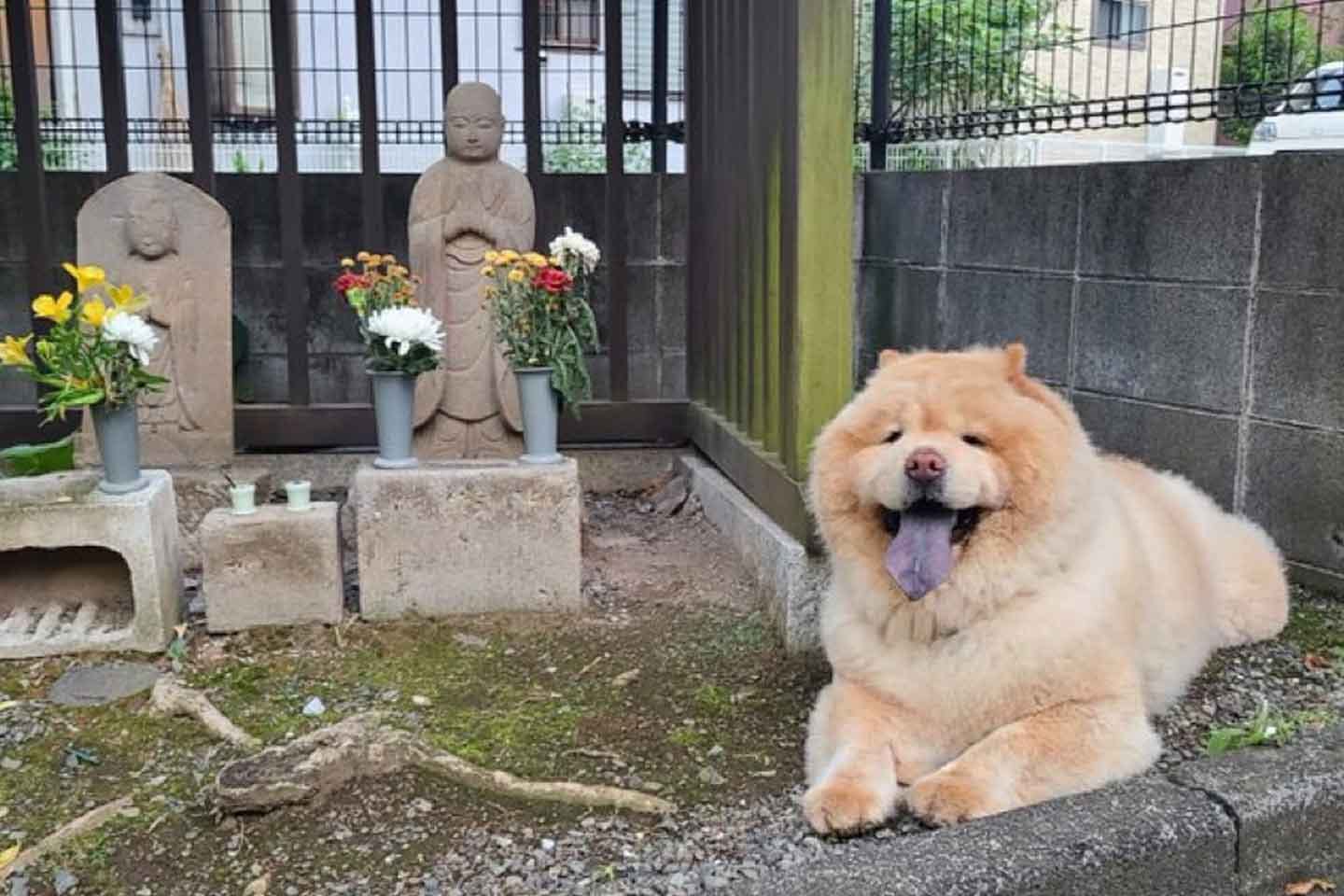 散歩から帰りたくないと訴える、くり蔵くん 散歩から帰りたくないと訴える、くり蔵くん