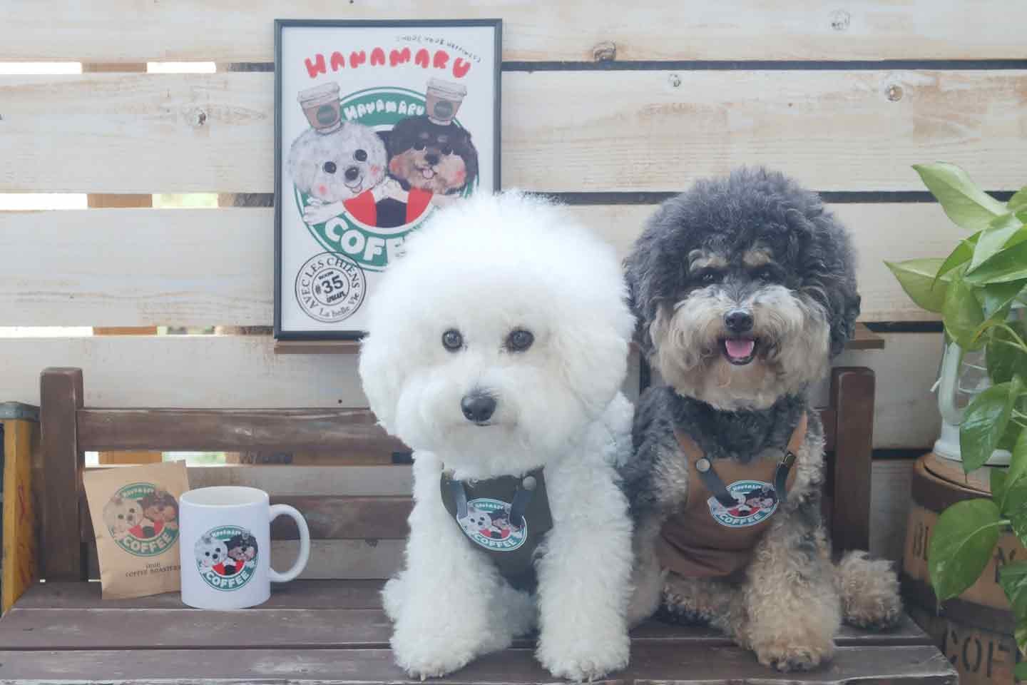 #ハナマルカフェプロジェクト コロナ 犬 #ハナマルカフェプロジェクト コロナ 犬