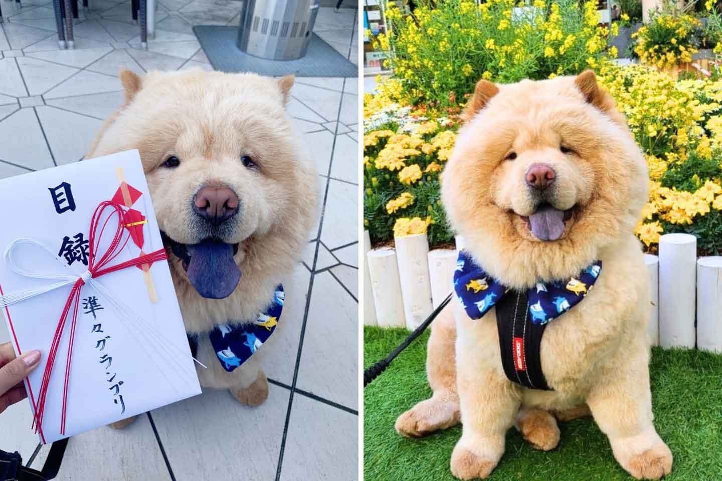 横浜ベイクオーター主催の第15代『マスコット犬コンテスト』、準々グランプリ獲得 横浜ベイクオーター主催の第15代『マスコット犬コンテスト』、準々グランプリ獲得