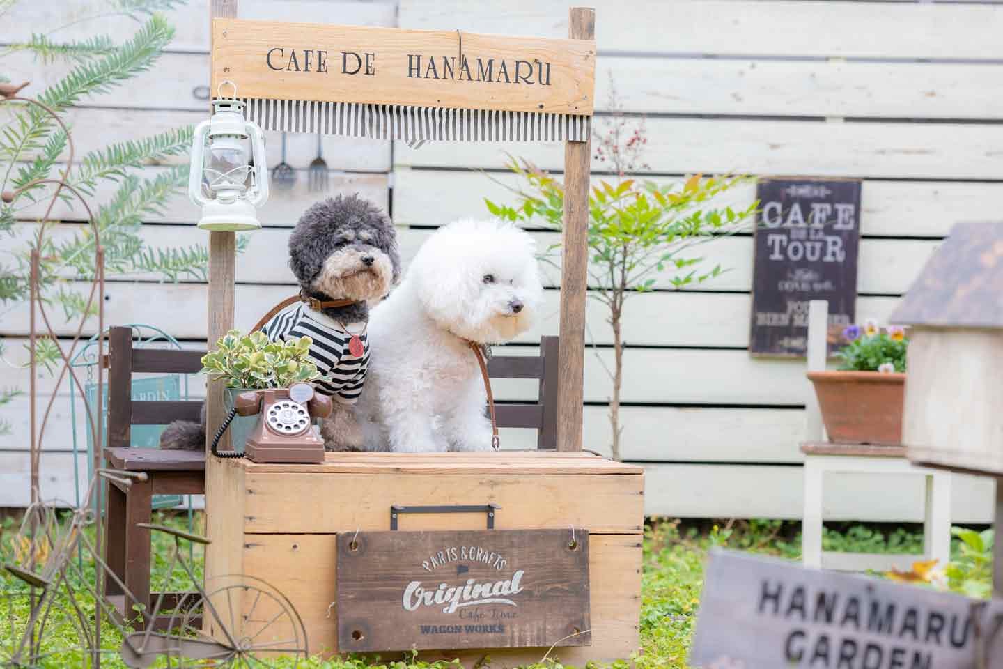 自宅の庭に、愛犬が店主の簡易カフェを設立