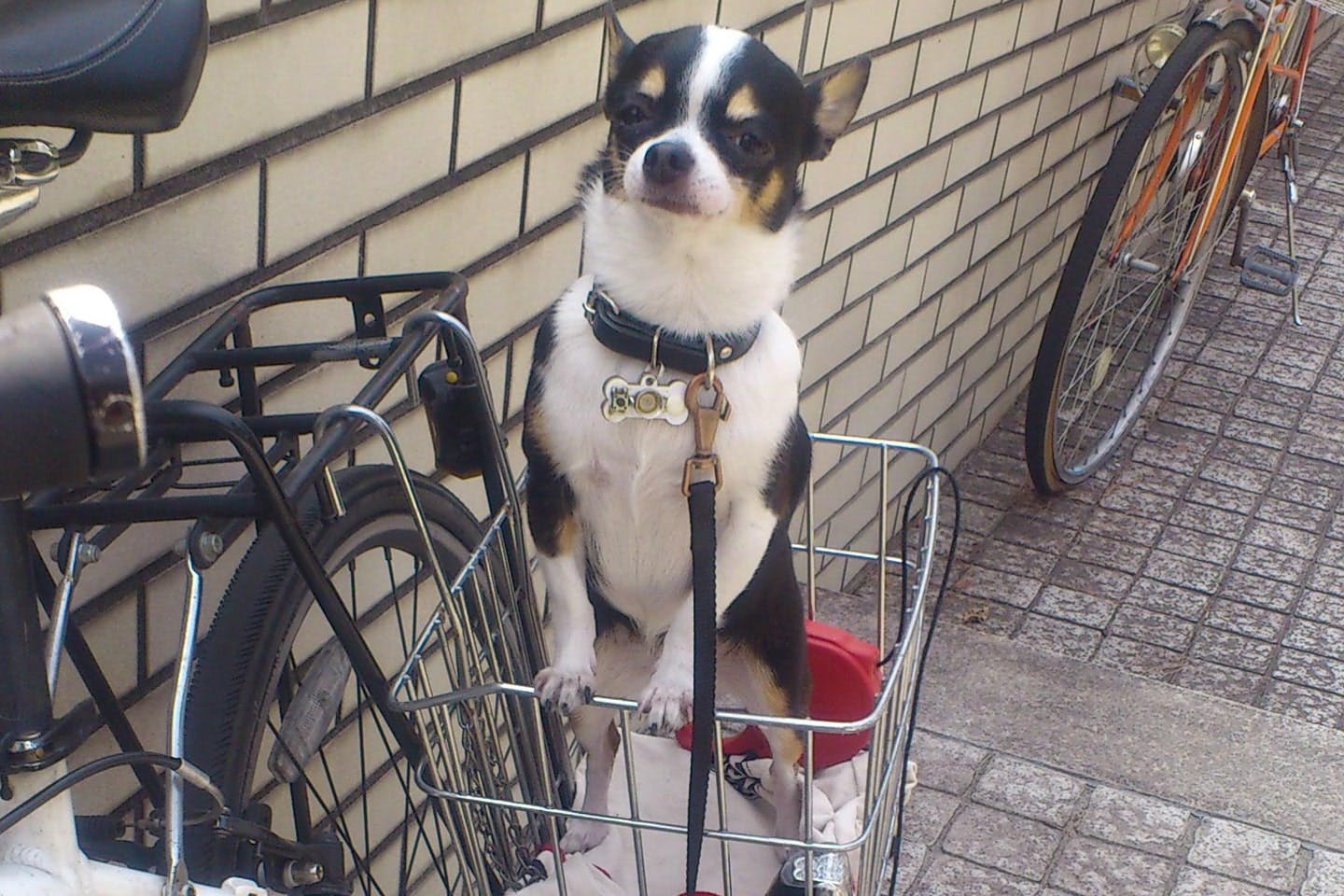 自転車でのお出かけが好きな愛犬ニーニー