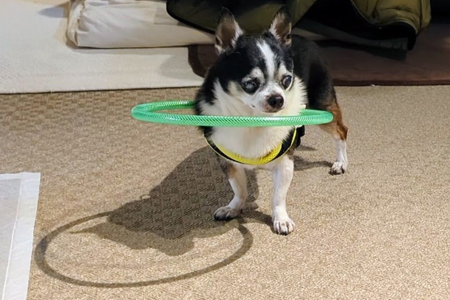 ウチュさん手作りの犬用白杖をつけたニーニーちゃん