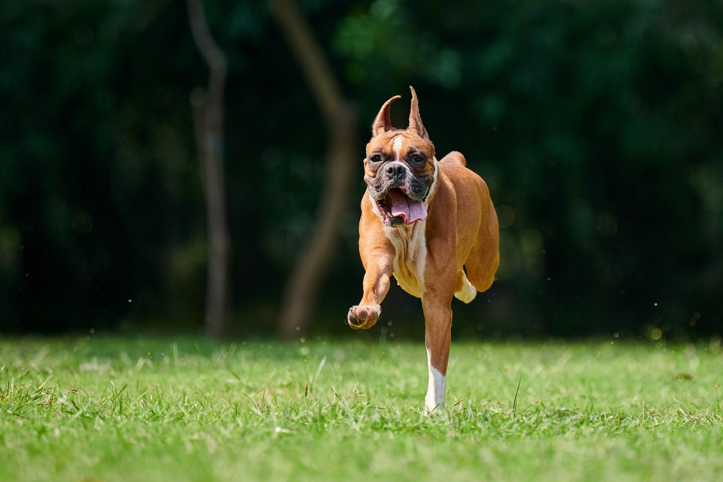 本当に必要？犬の断耳について知っておきたいこと