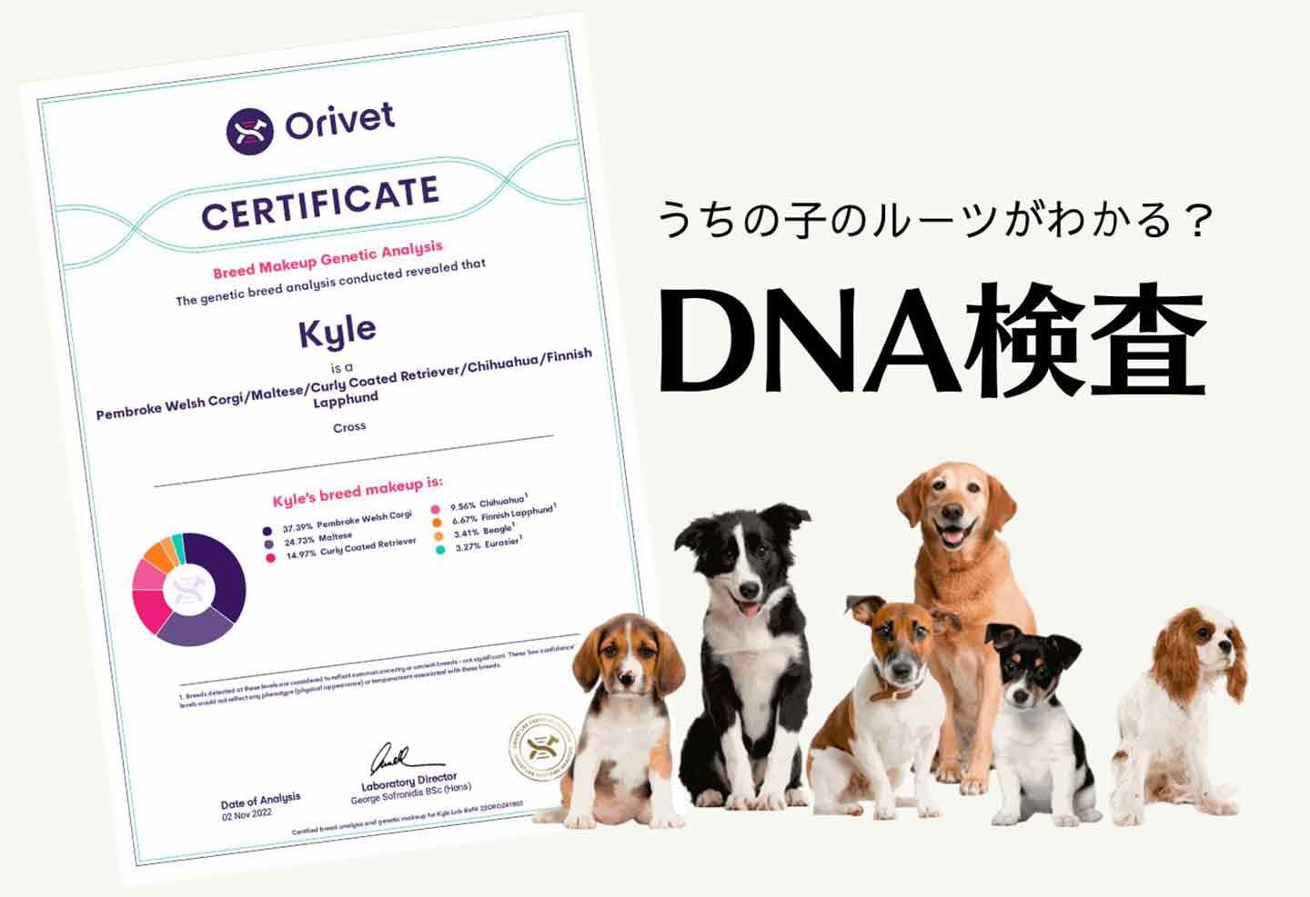 犬のDNA検査が新常識に？ ペットの犬種鑑定や遺伝性疾患検査を行う『Orivet（オリベット）』の願い