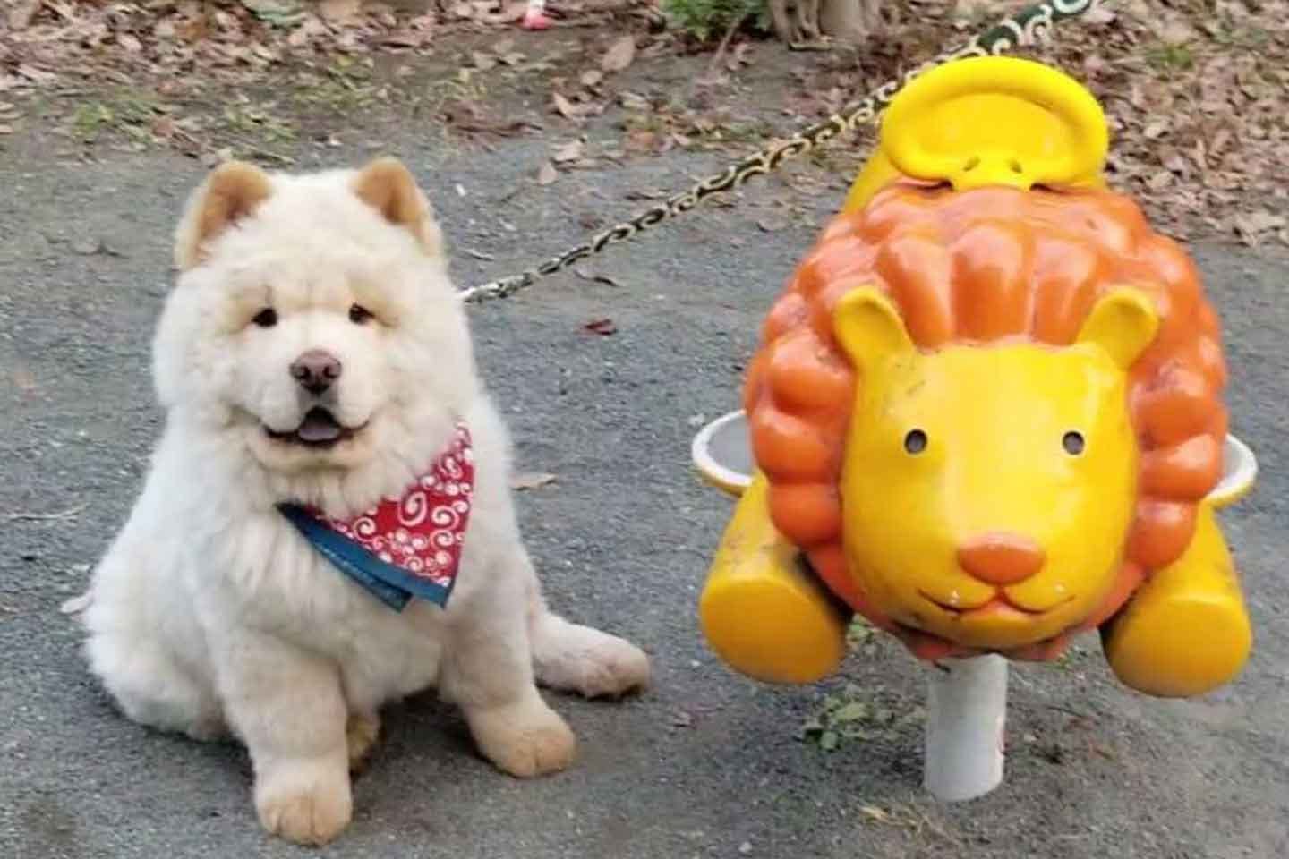 子犬時代のチャウチャウくり蔵くん 子犬時代のチャウチャウくり蔵くん