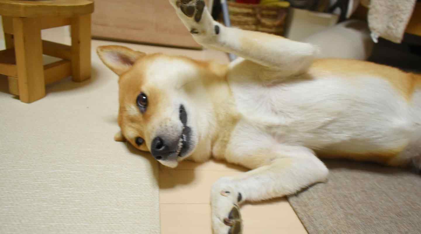 喜ぶ柴犬こむぎ