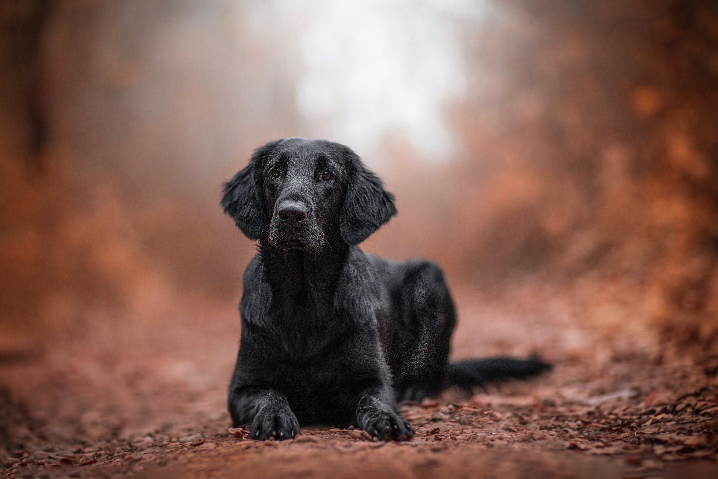 ゴールデン・レトリーバーに似た黒い犬はなんという犬種？性格や子犬の探し方も解説|ワンクォール