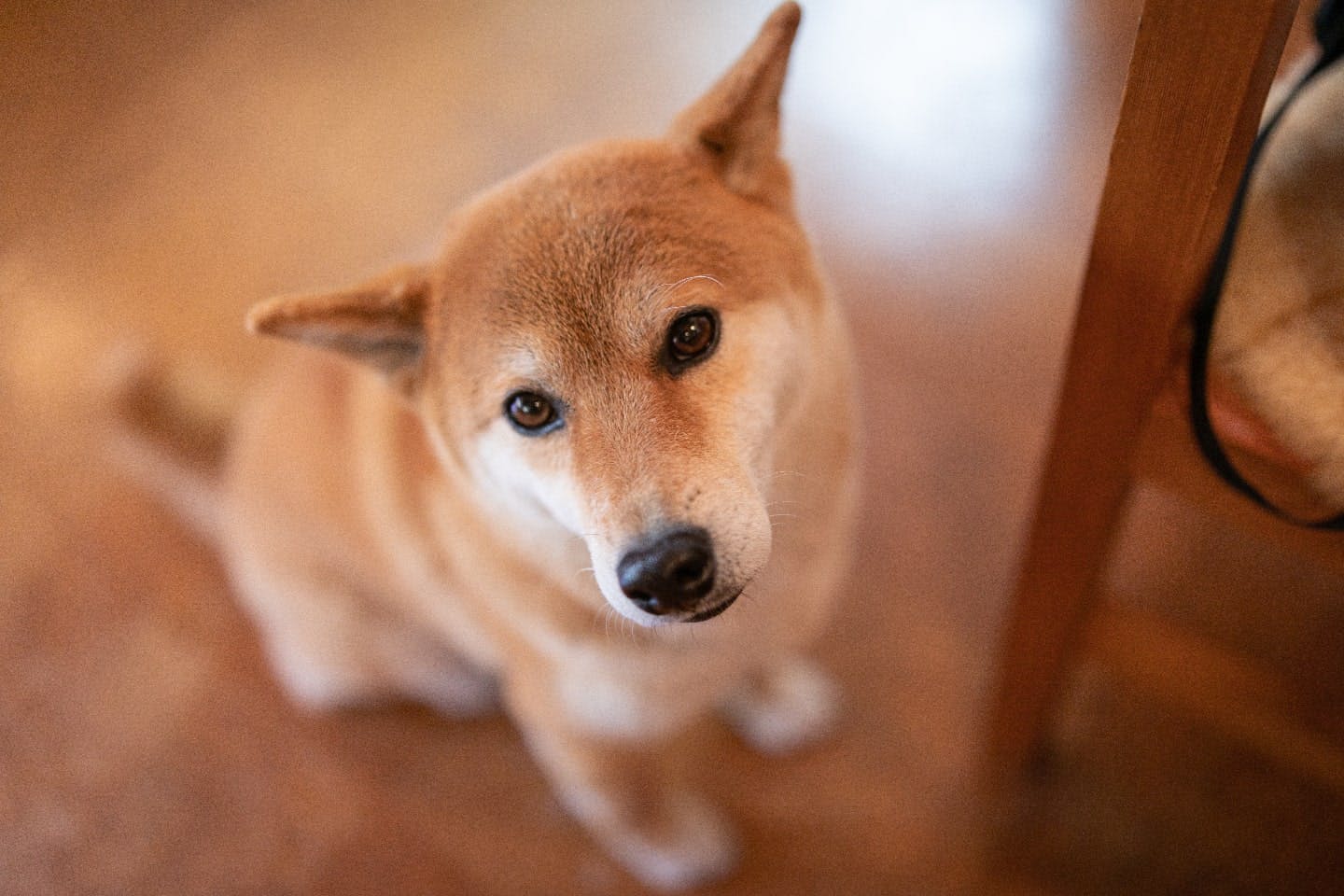 ヒコーキ耳は犬の感情表現？なりやすい犬種や見分け方などを解説|ワンクォール