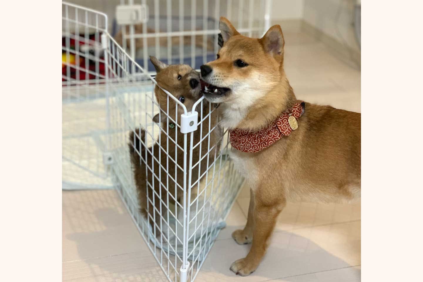 子犬の富くんの遊び相手をしてあげる福ちゃん 子犬の富くんの遊び相手をしてあげる福ちゃん